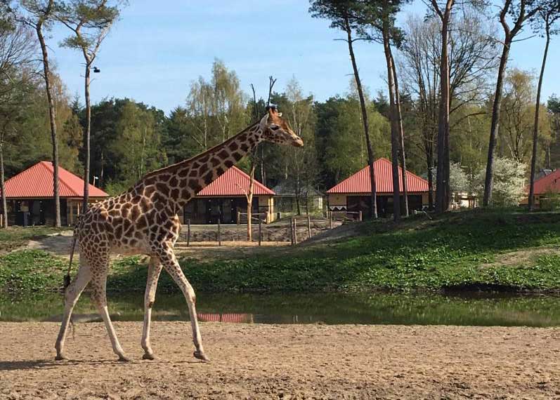 203 Lodges Safaripark Beekse Bergen